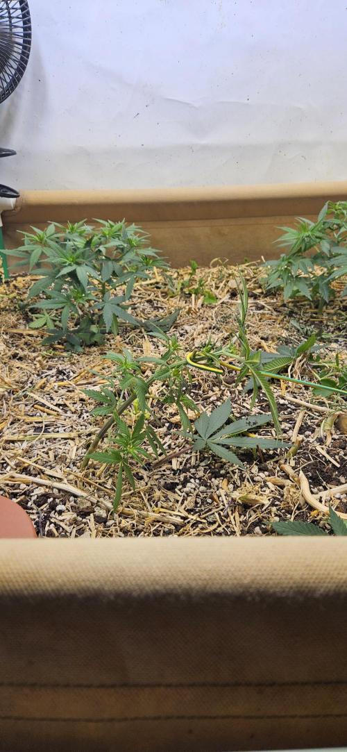 Green Poison SweetSeeds-ACE Zamaldelica. Week 9 - Zamaldelica 2 - Day 39