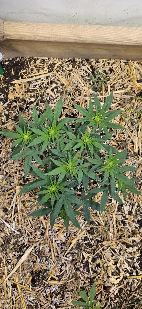 Green Poison SweetSeeds-ACE Zamaldelica. Week 9 - GP - Day 62