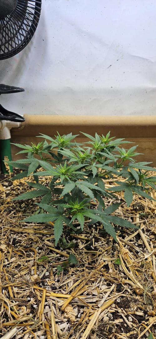 Green Poison SweetSeeds-ACE Zamaldelica. Week 9 - GP - Day 62