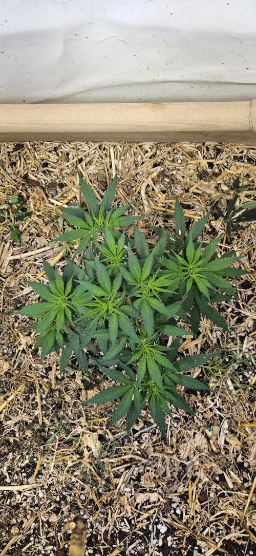 Green Poison SweetSeeds-ACE Zamaldelica. Week 9 - Zamaldelica 1 - Day 41