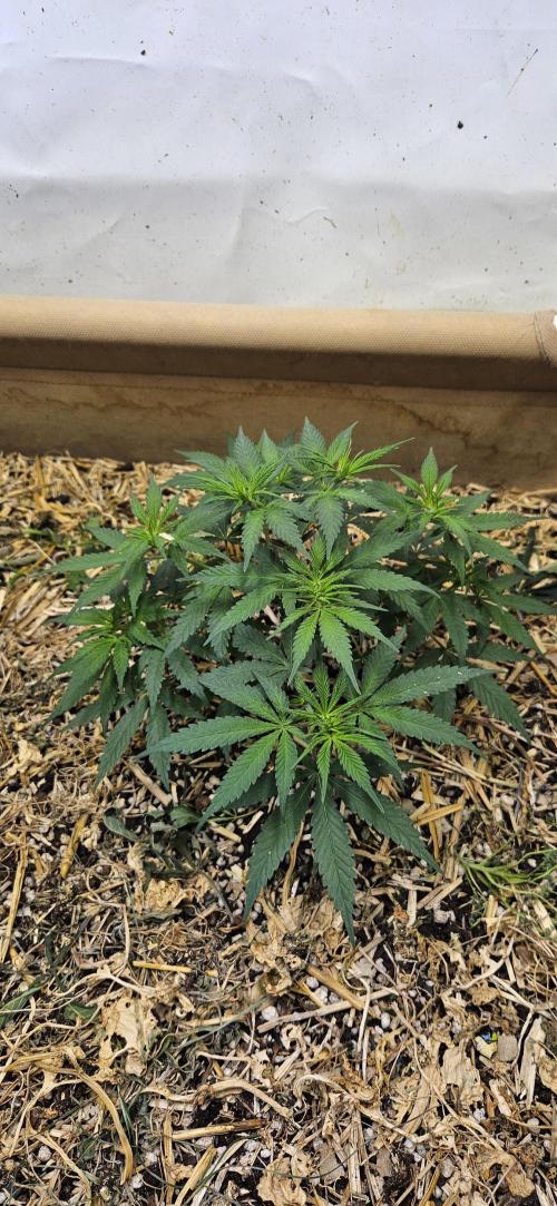 Green Poison SweetSeeds-ACE Zamaldelica. Week 9 - Zamaldelica 1 - Day 41