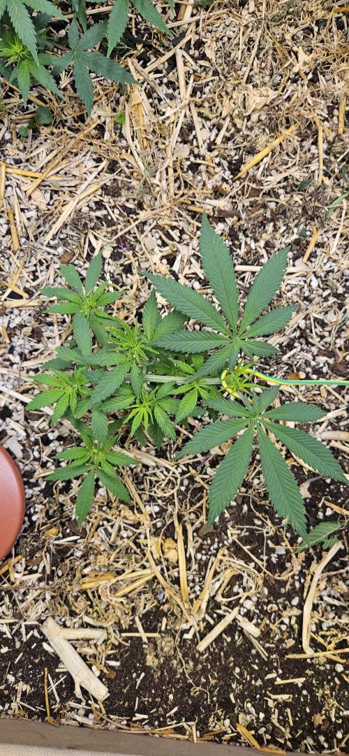 Green Poison SweetSeeds-ACE Zamaldelica. Week 9 - Zamaldelica 2 - Day 41