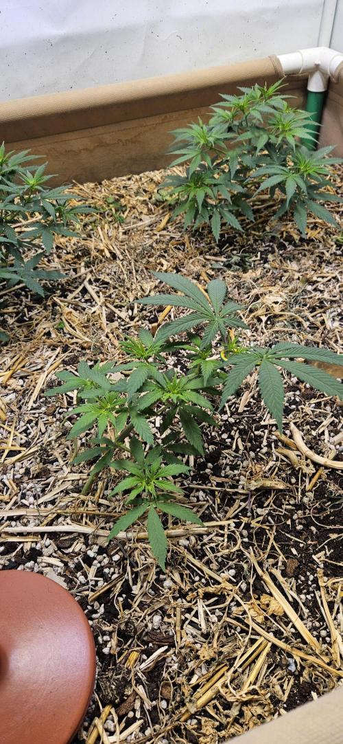 Green Poison SweetSeeds-ACE Zamaldelica. Week 9 - Zamaldelica 2 - Day 41