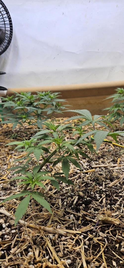 Green Poison SweetSeeds-ACE Zamaldelica. Week 9 - Zamaldelica 2 - Day 41