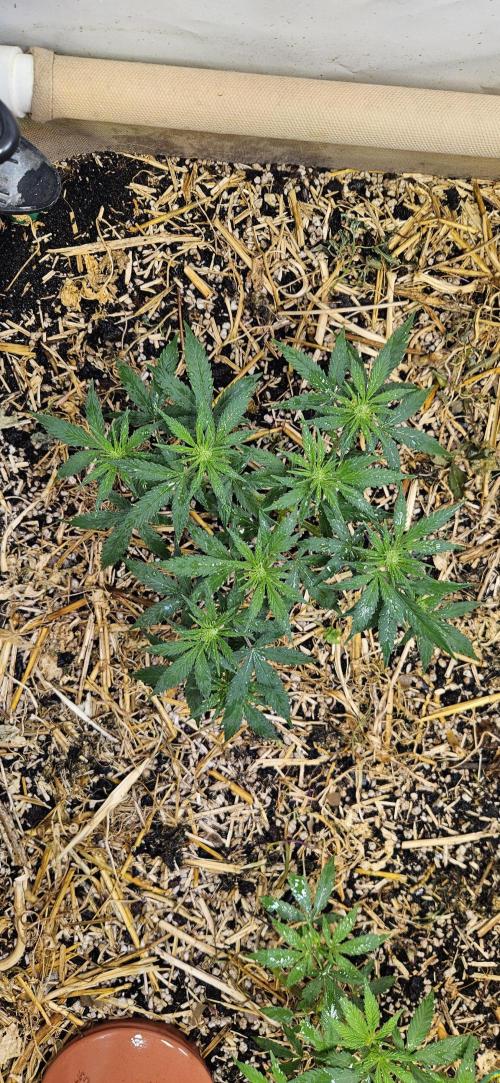 Green Poison SweetSeeds-ACE Zamaldelica. Week 10 - GP - Day 64