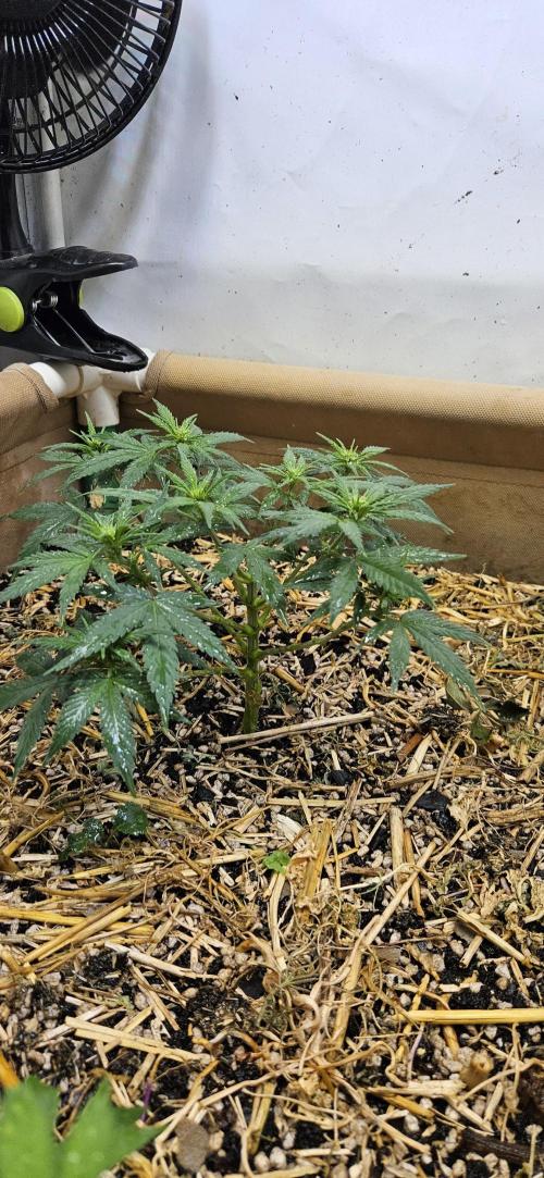 Green Poison SweetSeeds-ACE Zamaldelica. Week 10 - GP - Day 64