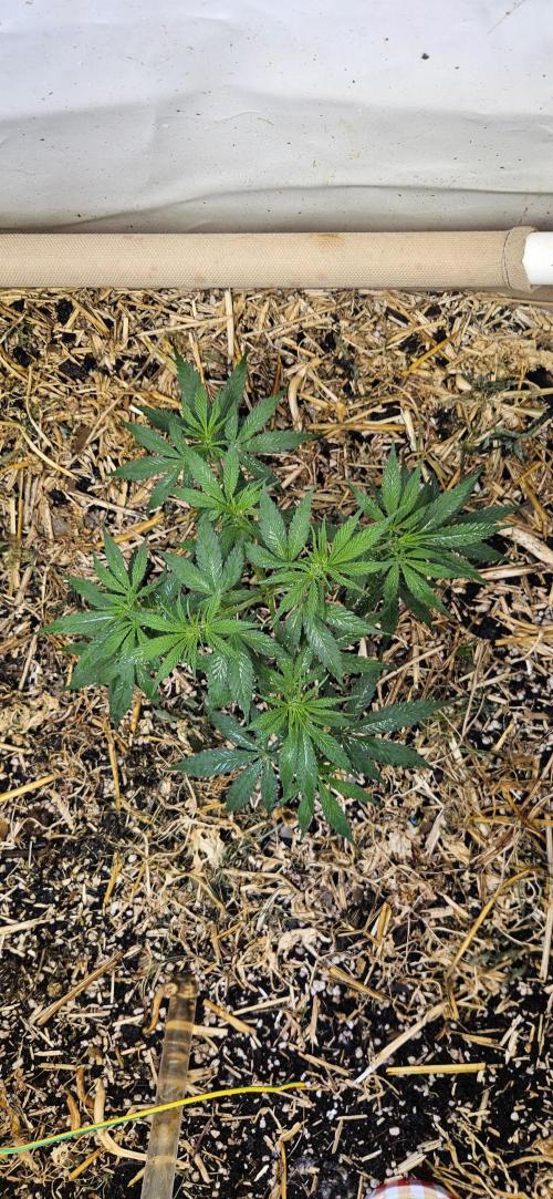 Green Poison SweetSeeds-ACE Zamaldelica. Week 10 - Zamaldelica 1 - Day 43