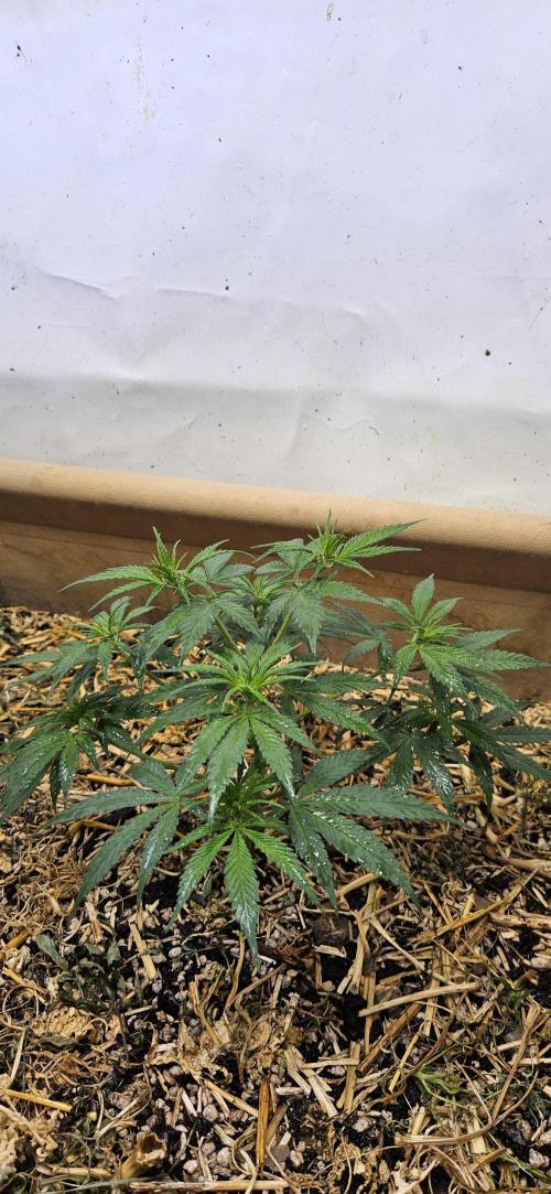 Green Poison SweetSeeds-ACE Zamaldelica. Week 10 - Zamaldelica 1 - Day 43