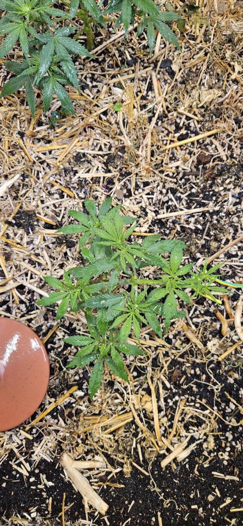 Green Poison SweetSeeds-ACE Zamaldelica. Week 10 - Zamaldelica 2 - Day 43