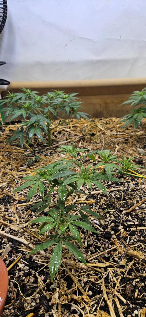 Green Poison SweetSeeds-ACE Zamaldelica. Week 10 - Zamaldelica 2 - Day 43