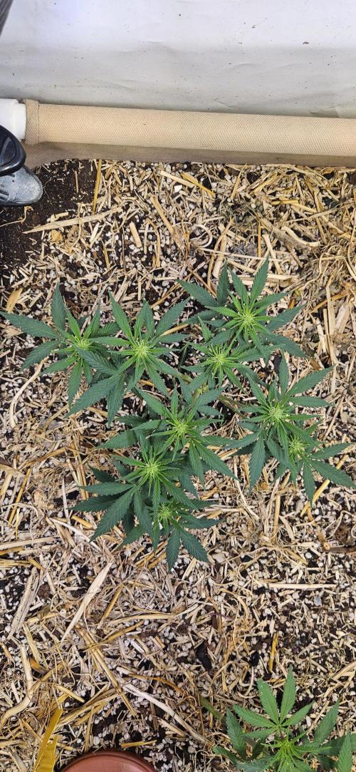 Green Poison SweetSeeds-ACE Zamaldelica. Week 10 - GP - Day 67