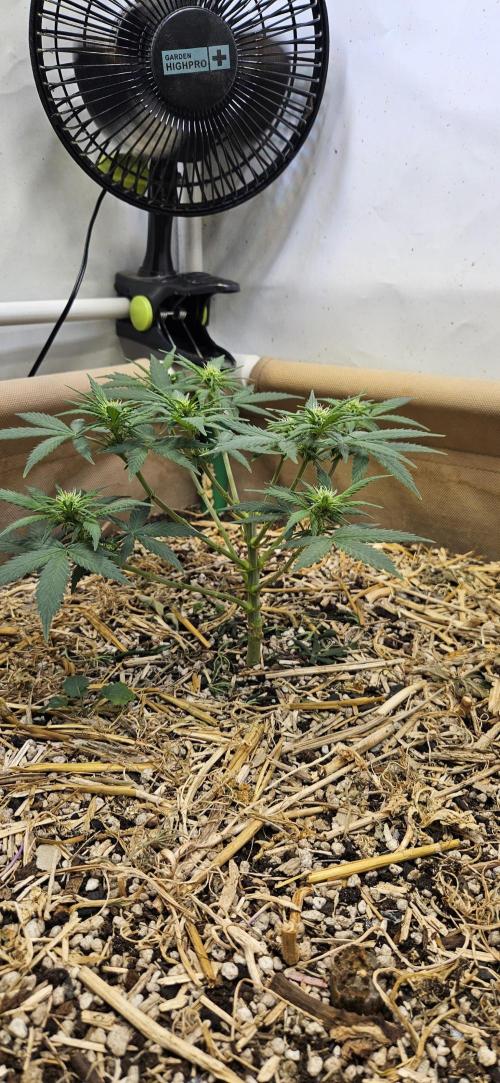 Green Poison SweetSeeds-ACE Zamaldelica. Week 10 - GP - Day 67