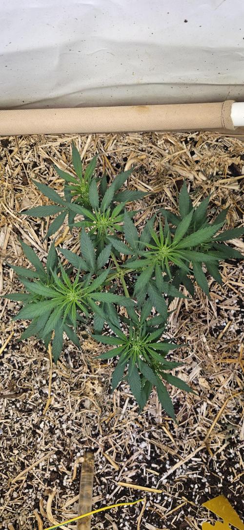 Green Poison SweetSeeds-ACE Zamaldelica. Week 10 - Zamaldelica 1 - Day 46