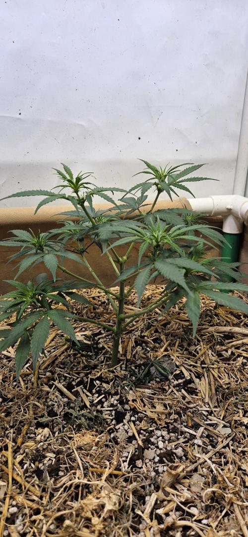 Green Poison SweetSeeds-ACE Zamaldelica. Week 10 - Zamaldelica 1 - Day 46