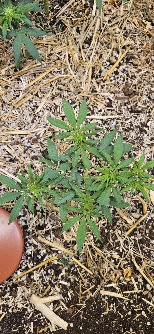 Green Poison SweetSeeds-ACE Zamaldelica. Week 10 - Zamaldelica 2 - Day 46