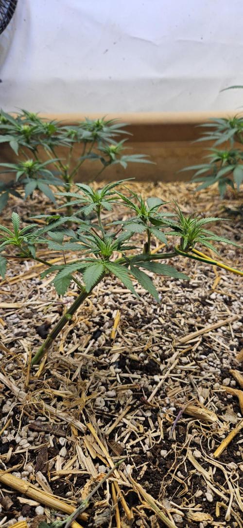 Green Poison SweetSeeds-ACE Zamaldelica. Week 10 - Zamaldelica 2 - Day 46