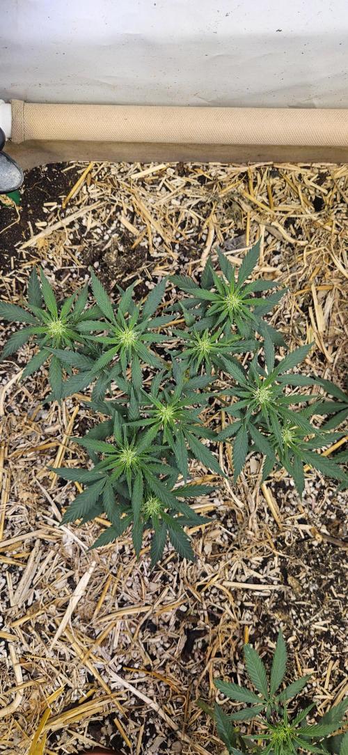 Green Poison SweetSeeds-ACE Zamaldelica. Week 10 - GP - Day 69