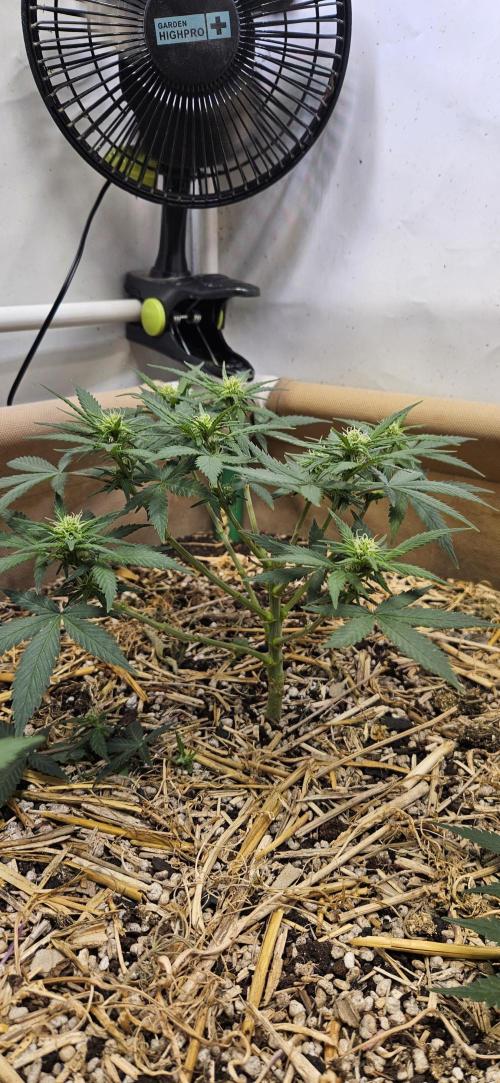 Green Poison SweetSeeds-ACE Zamaldelica. Week 10 - GP - Day 69