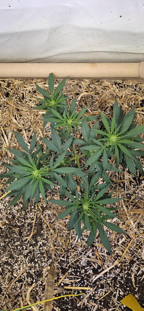 Green Poison SweetSeeds-ACE Zamaldelica. Week 10 - Zamaldelica 1 - Day 48