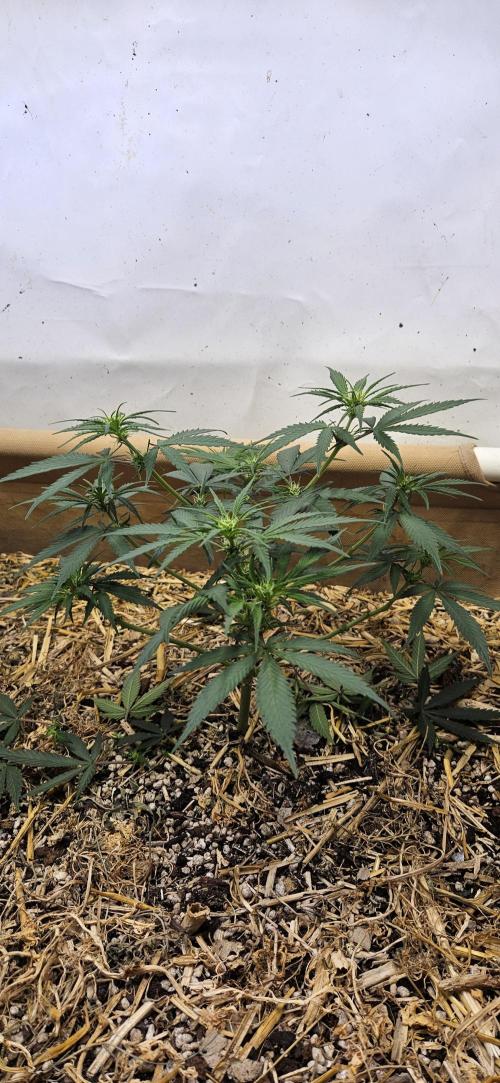 Green Poison SweetSeeds-ACE Zamaldelica. Week 10 - Zamaldelica 1 - Day 48