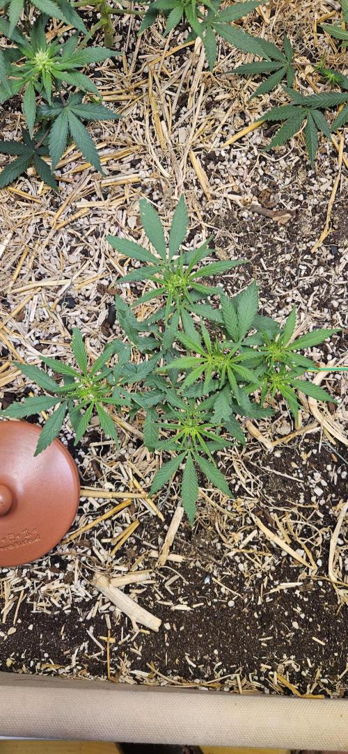 Green Poison SweetSeeds-ACE Zamaldelica. Week 10 - Zamaldelica 2 - Day 48