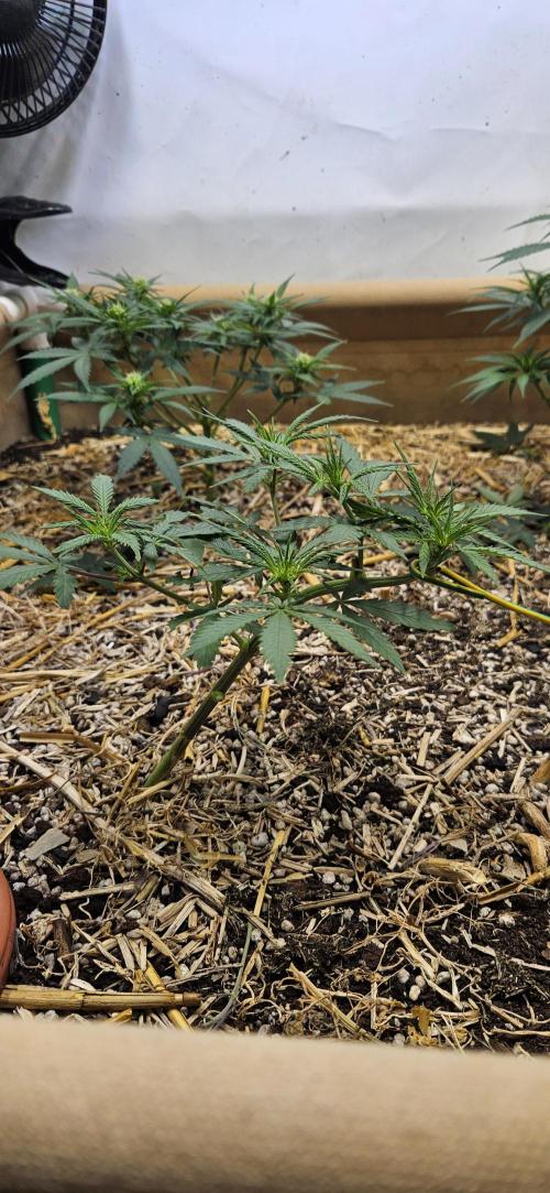 Green Poison SweetSeeds-ACE Zamaldelica. Week 10 - Zamaldelica 2 - Day 48