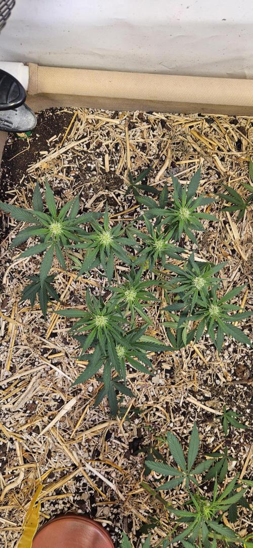 Green Poison SweetSeeds-ACE Zamaldelica. Week 11 - GP - Day 71