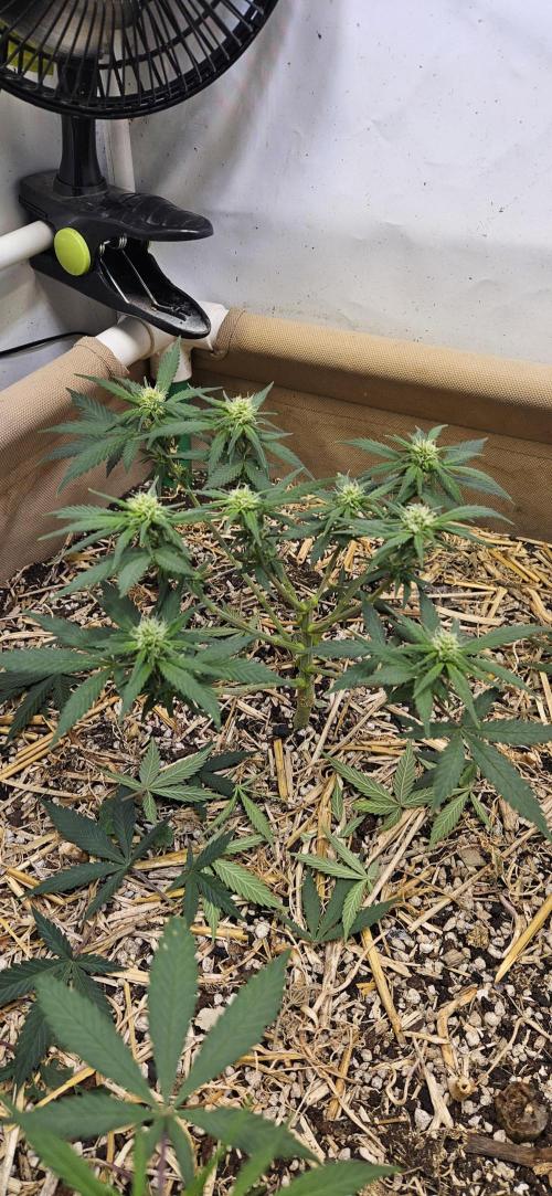 Green Poison SweetSeeds-ACE Zamaldelica. Week 11 - GP - Day 71