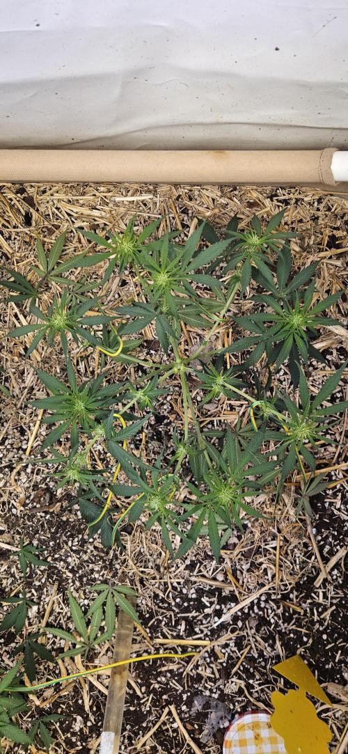 Green Poison SweetSeeds-ACE Zamaldelica. Week 11 - Zamaldelica 1 - Day 50