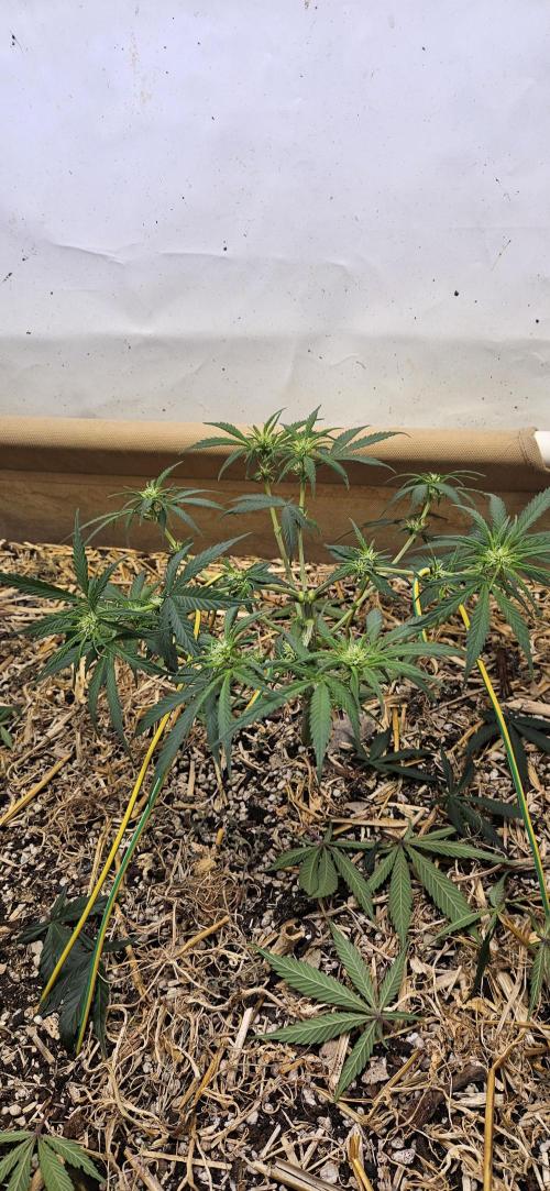 Green Poison SweetSeeds-ACE Zamaldelica. Week 11 - Zamaldelica 1 - Day 50