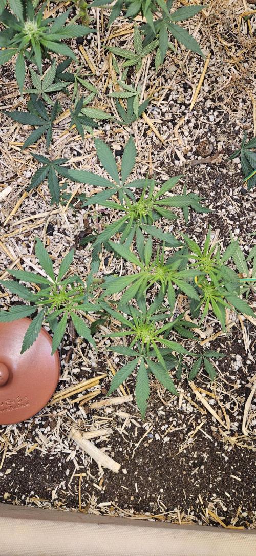 Green Poison SweetSeeds-ACE Zamaldelica. Week 11 - Zamaldelica 2 - Day 50