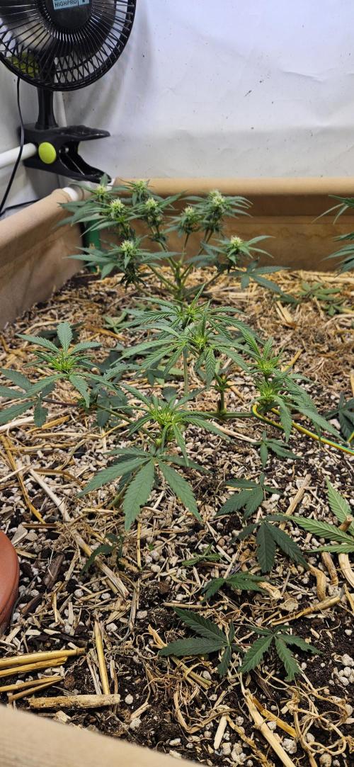 Green Poison SweetSeeds-ACE Zamaldelica. Week 11 - Zamaldelica 2 - Day 50