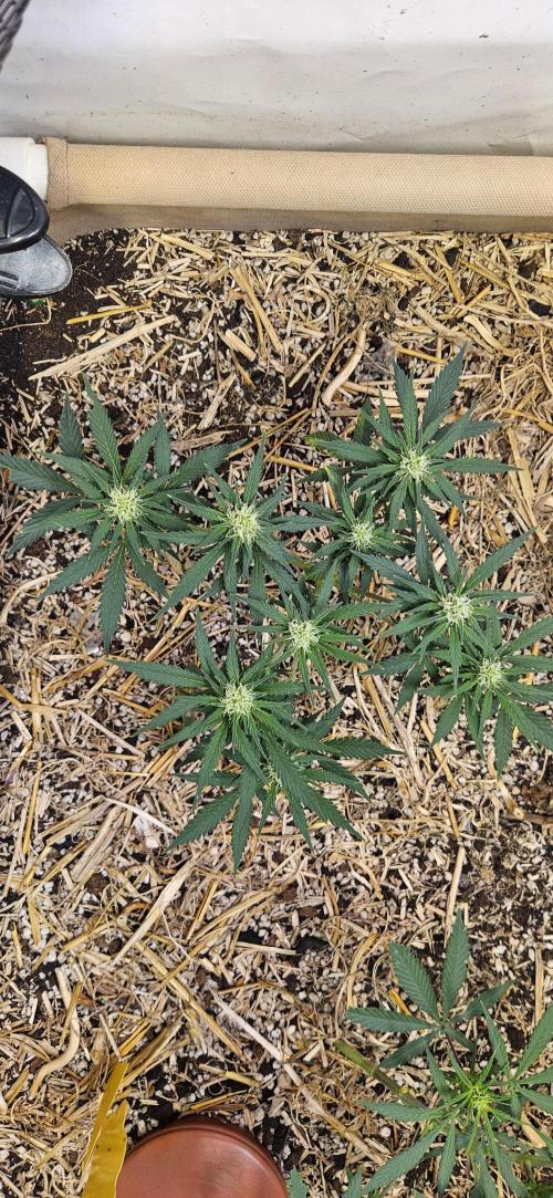 Green Poison SweetSeeds-ACE Zamaldelica. Week 11 - GP - Day 74