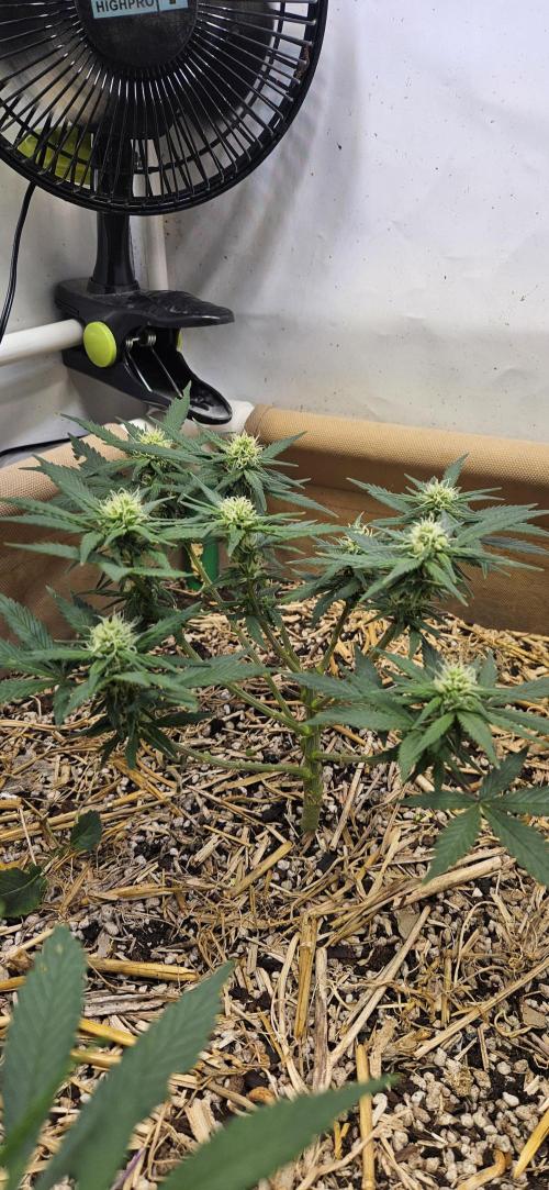 Green Poison SweetSeeds-ACE Zamaldelica. Week 11 - GP - Day 74