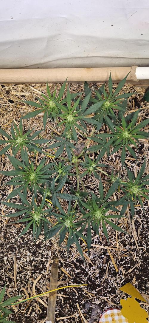 Green Poison SweetSeeds-ACE Zamaldelica. Week 11 - Zamaldelica 1 - Day 53