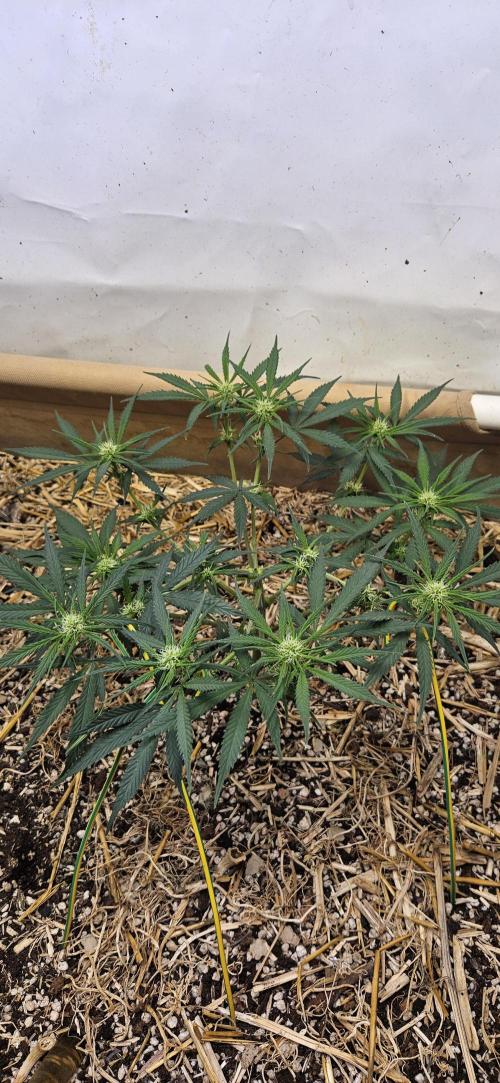 Green Poison SweetSeeds-ACE Zamaldelica. Week 11 - Zamaldelica 1 - Day 53