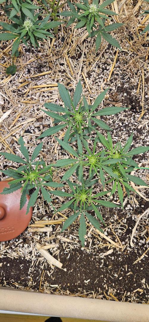 Green Poison SweetSeeds-ACE Zamaldelica. Week 11 - Zamaldelica 2 - Day 53