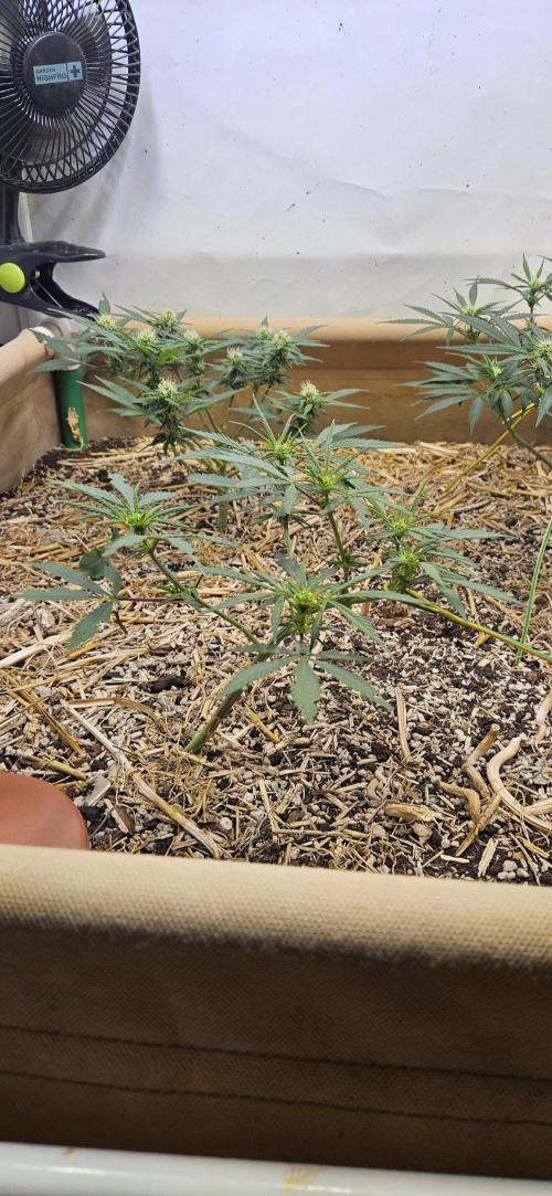 Green Poison SweetSeeds-ACE Zamaldelica. Week 11 - Zamaldelica 2 - Day 53