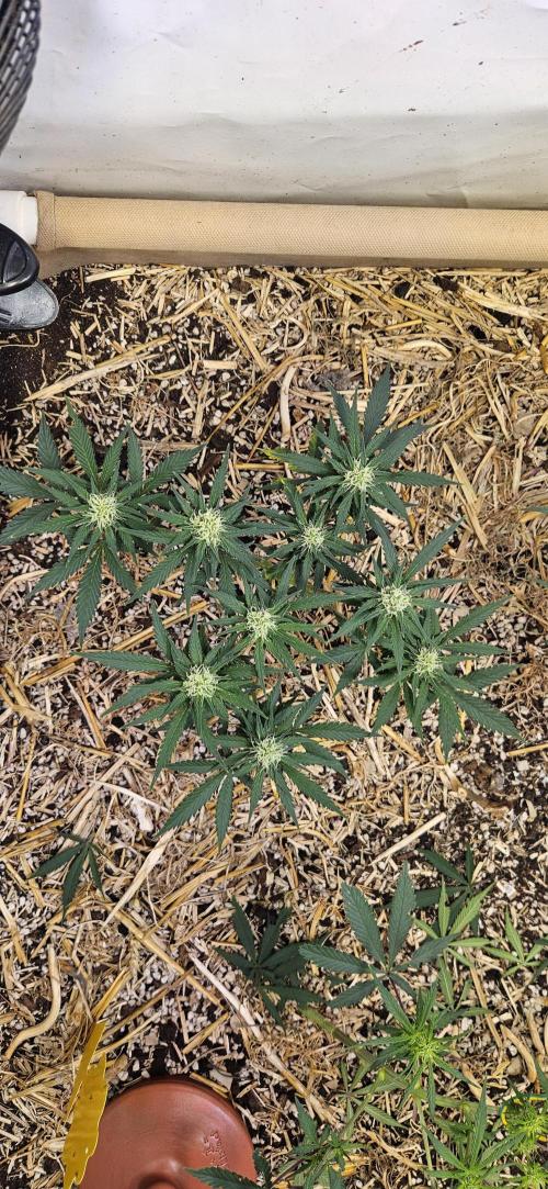 Green Poison SweetSeeds-ACE Zamaldelica. Week 11 - GP - Day 76