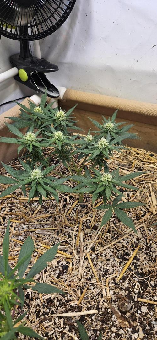 Green Poison SweetSeeds-ACE Zamaldelica. Week 11 - GP - Day 76