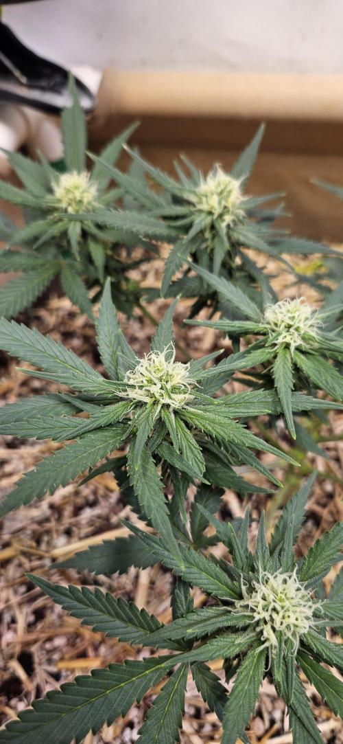 Green Poison SweetSeeds-ACE Zamaldelica. Week 11 - GP - Day 76