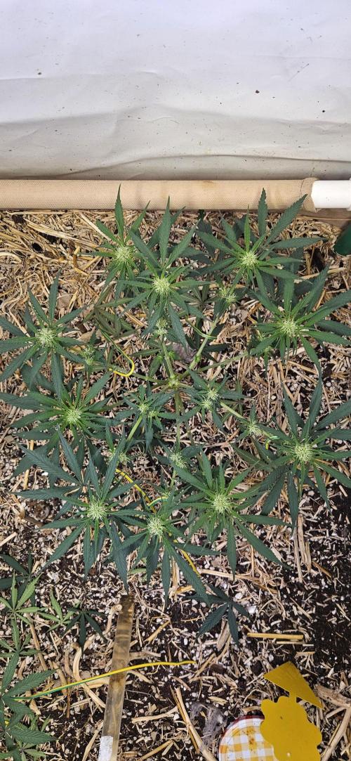 Green Poison SweetSeeds-ACE Zamaldelica. Week 11 - Zamaldelica 1 - Day 55