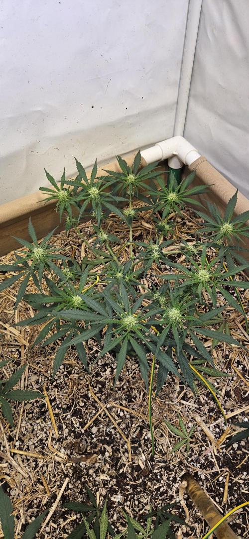 Green Poison SweetSeeds-ACE Zamaldelica. Week 11 - Zamaldelica 1 - Day 55 