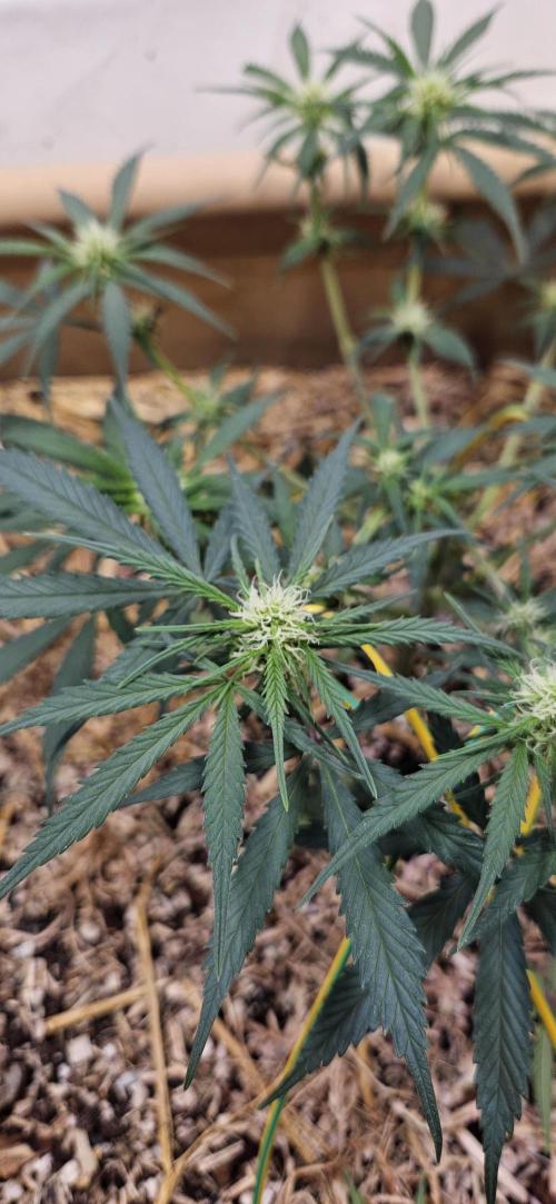 Green Poison SweetSeeds-ACE Zamaldelica. Week 11 - Zamaldelica 1 - Day 55