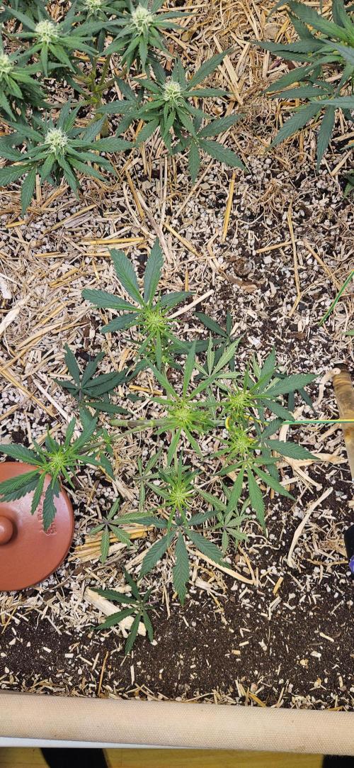 Green Poison SweetSeeds-ACE Zamaldelica. Week 11 - Zamaldelica 2 - Day 55