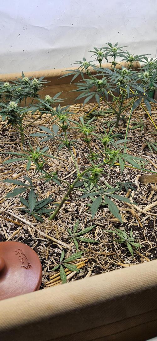 Green Poison SweetSeeds-ACE Zamaldelica. Week 11 - Zamaldelica 2 - Day 55