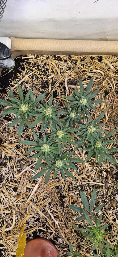 Green Poison SweetSeeds-ACE Zamaldelica. Week 12 - GP - Day 78