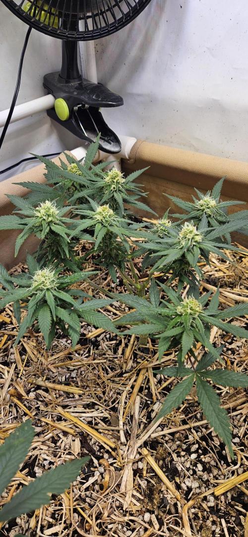 Green Poison SweetSeeds-ACE Zamaldelica. Week 12 - GP - Day 78