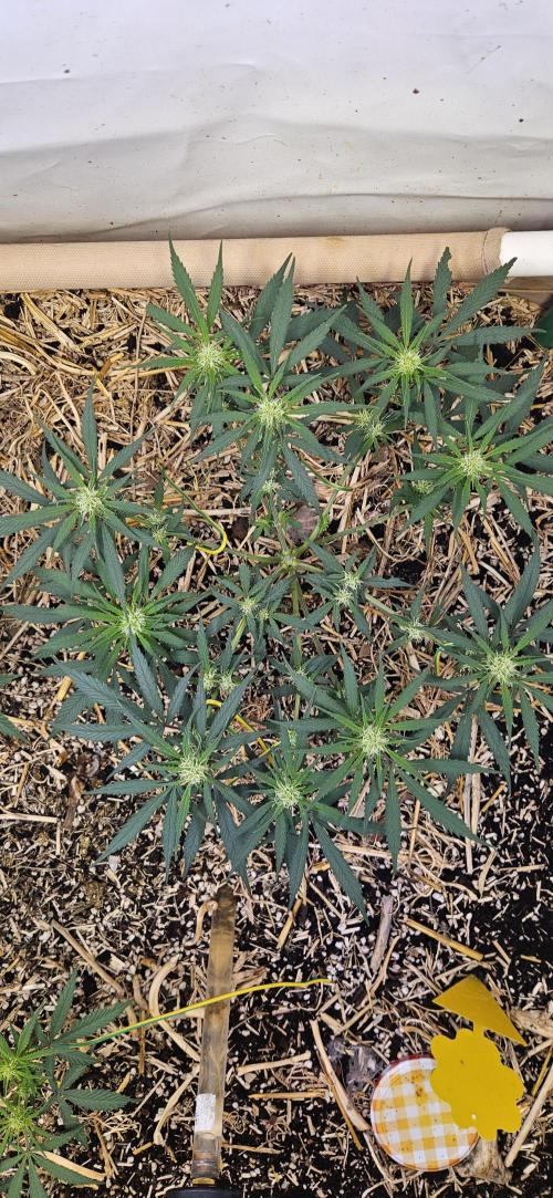 Green Poison SweetSeeds-ACE Zamaldelica. Week 12 - Zamaldelica 1 - Day 57