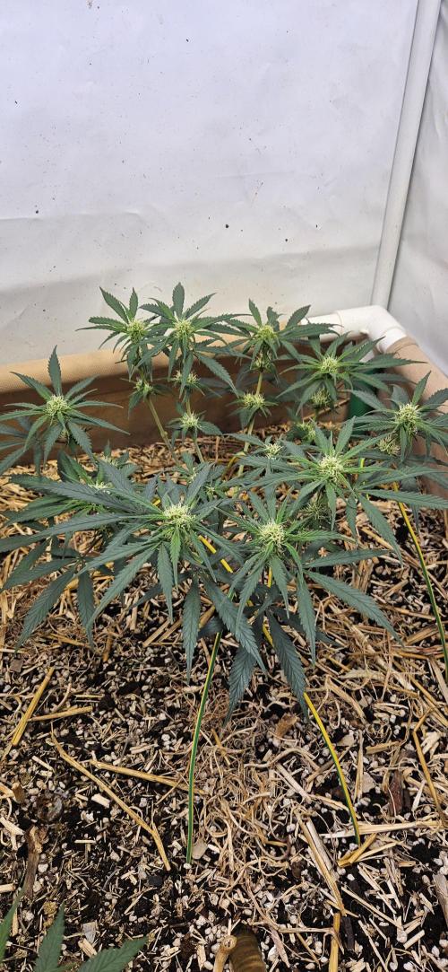 Green Poison SweetSeeds-ACE Zamaldelica. Week 12 - Zamaldelica 1 - Day 57